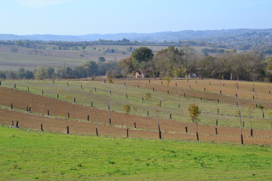 Noilhan paysage - Agroforesterie