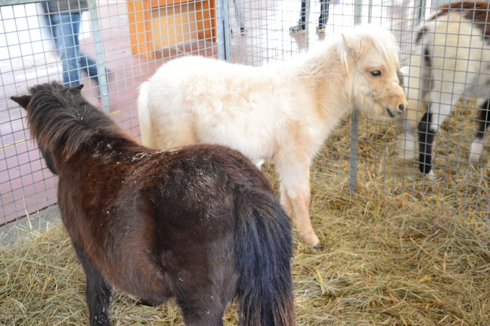 Foire agricole 2016 - 8