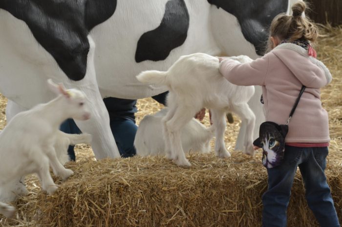 Foire agricole Samatan 2017