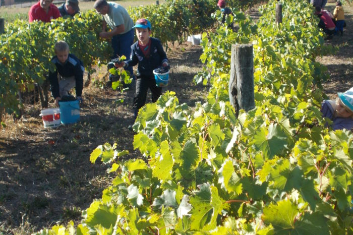 Vendanges école Bernard Ribes