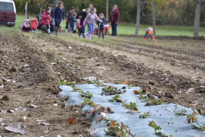 DSC_0763 - Les fraises de "Sandie" au premier plan DSC_0763 - Les fraises de "Sandie" au premier plan