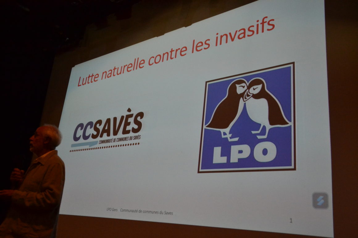 Hirondelles - juillet 2024