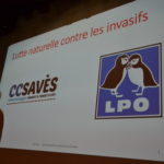 Hirondelles - juillet 2024