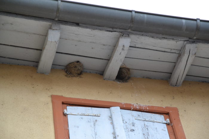 Hirondelles2 - juillet 2024 - Nids naturels Hirondelles2 - juillet 2024 - Nids naturels