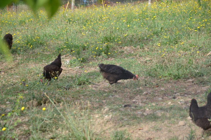 Mini-camp d'été 4- Juillet 2024 - Sabaillan - Les Cabas Mini-camp d'été 4- Juillet 2024 - Sabaillan - Les Cabas