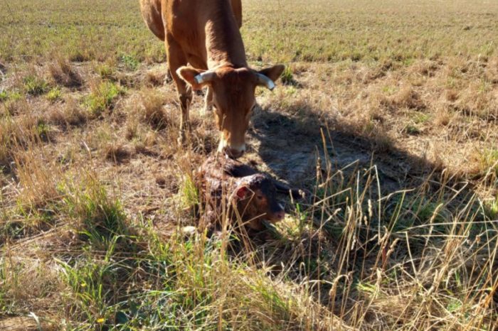 Rando6 lombez-laymont - juillet 2024 - La vache et son veau Rando6 lombez-laymont - juillet 2024 - La vache et son veau
